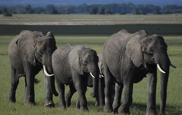 Elephants in Amboseli