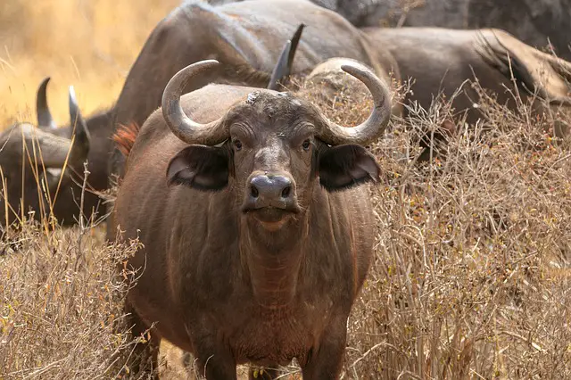 Buffaloes in Tsavo