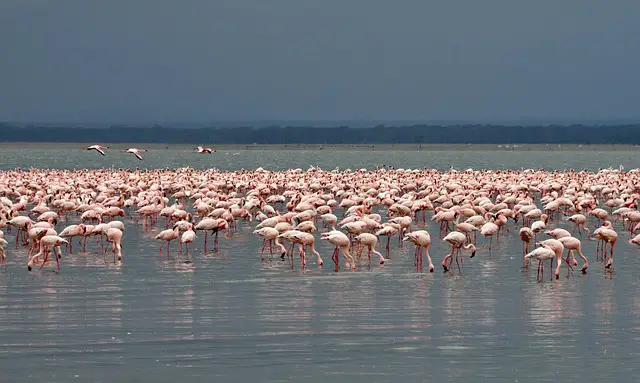 Flamingos in L. Nakuru National Park