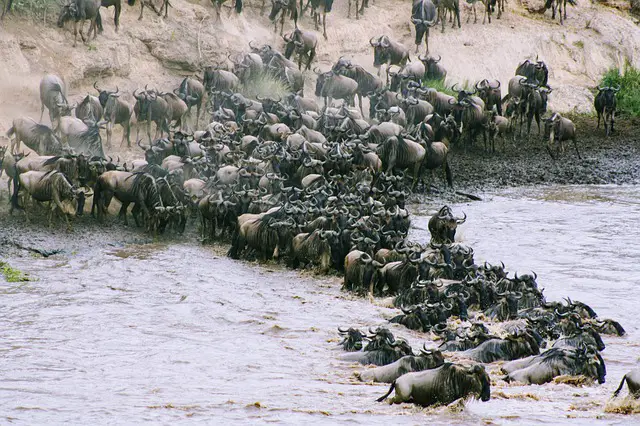 Wildebeests Maasai Mara