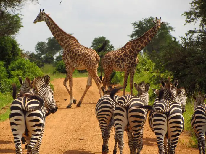 national park kenya