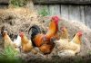 The Most Profitable Businesses in Kenya (Below 10k) Rearing Chicken