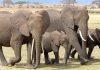 The Best 10 Tourist Attraction Sites in Kenya elephants