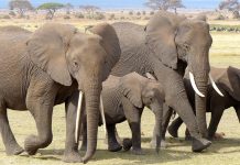 The Best 10 Tourist Attraction Sites in Kenya elephants