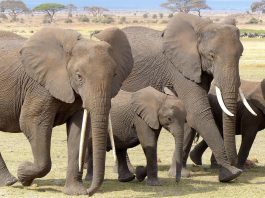 The Best 10 Tourist Attraction Sites in Kenya elephants