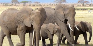 The Best 10 Tourist Attraction Sites in Kenya elephants