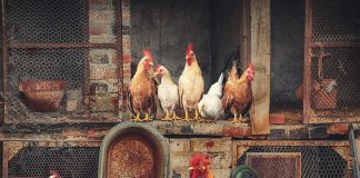 The Best Poultry Farms in Kenya poultry farms