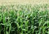 The Best Crops to Grow in Kenya profitable crops