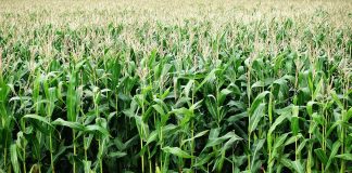 The Best Crops to Grow in Kenya profitable crops
