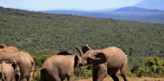 The Best National Parks and Reserves to visit in Kenya game park