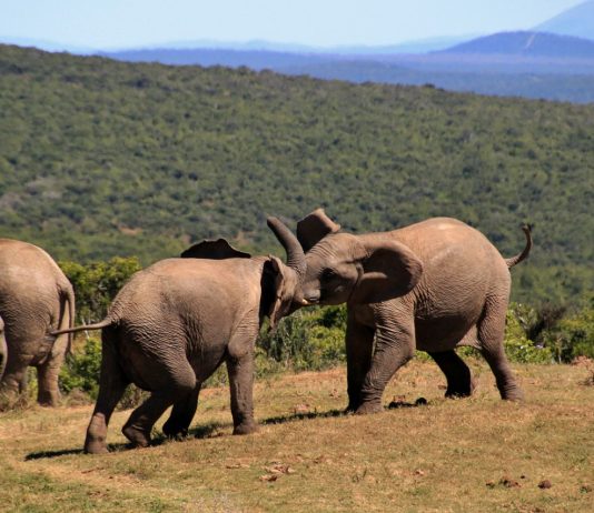The Best National Parks and Reserves to visit in Kenya game park