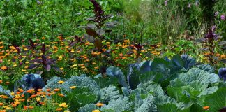 Ideas for Land Diversification in Kenya land diversification