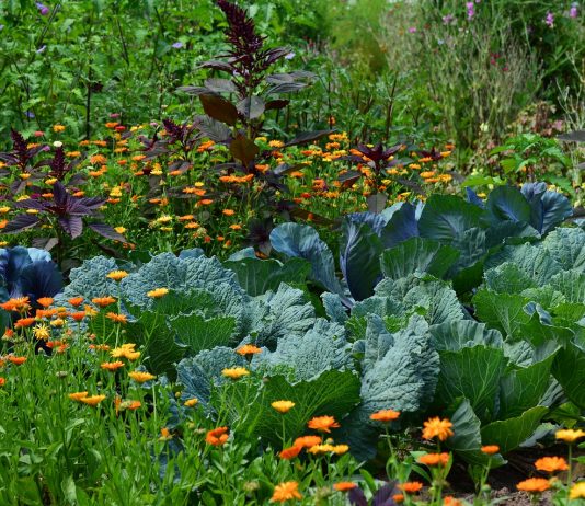 Ideas for Land Diversification in Kenya land diversification