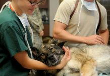 The Best Veterinarians in Nairobi Pet veterinaries in Nairobi