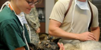 The Best Veterinarians in Nairobi Pet veterinaries in Nairobi