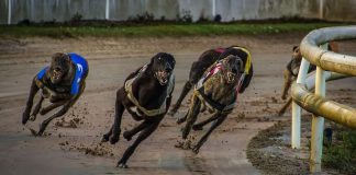 Top 11 Sports for Your Dog in Kenya dog sports