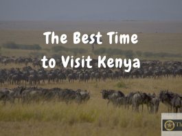 Which Is the Best Time to Visit Kenya? The Best Time to Visit Kenya