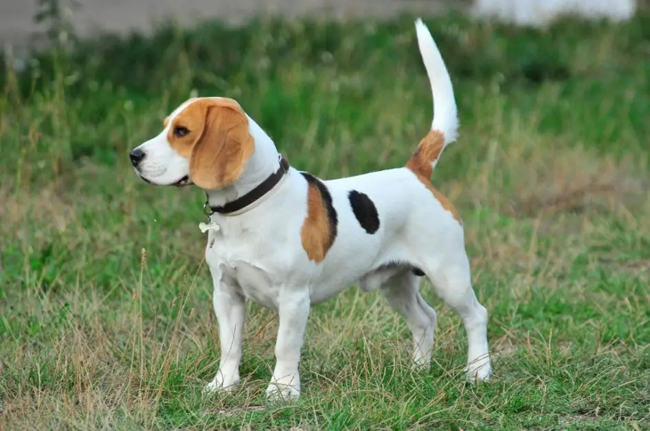 Beagle dog breed