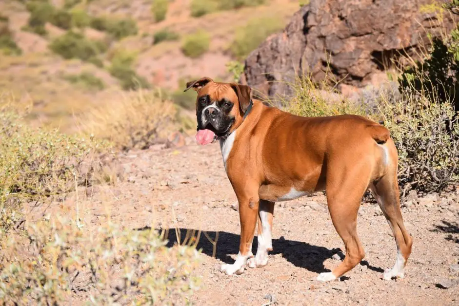 Boxer dog breed