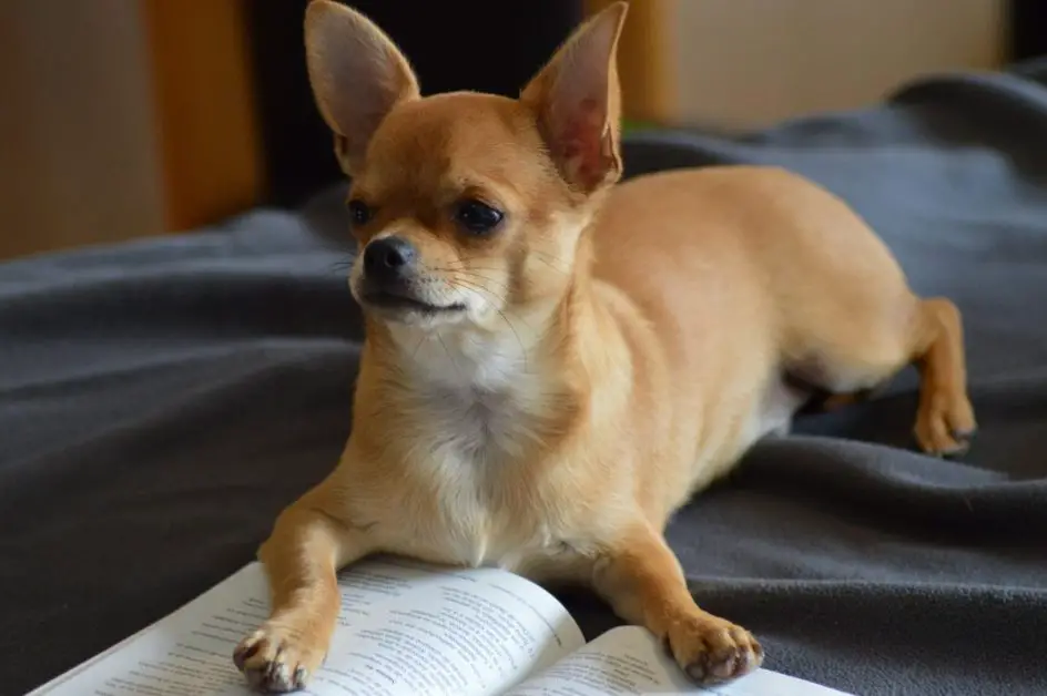 Chihuahua dog breeds