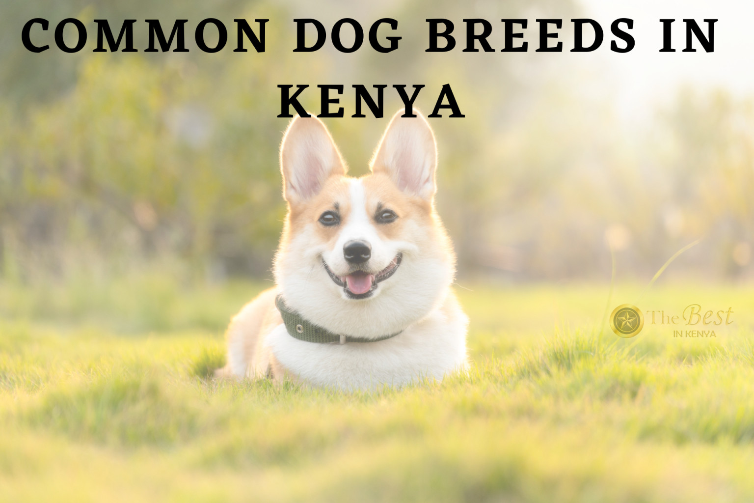 Most Common Dog Breeds in Kenya + Price The Best in Kenya
