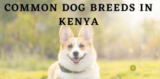 The Most Common Dog Breeds in Kenya Common Dog Breeds in Kenya