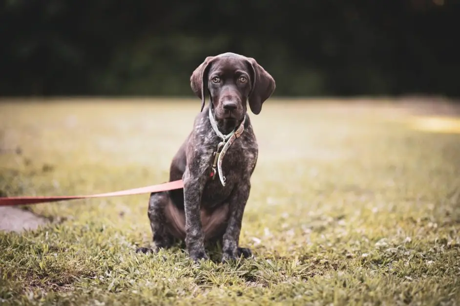 German Short-haired Pointer 