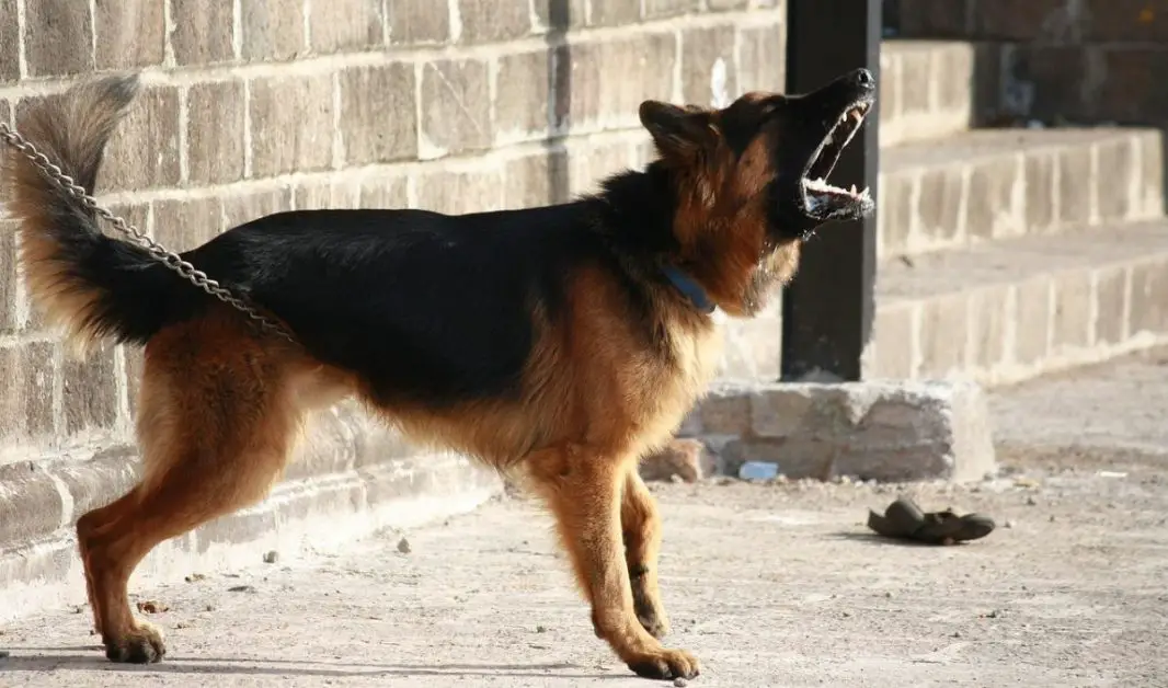 German shepherd