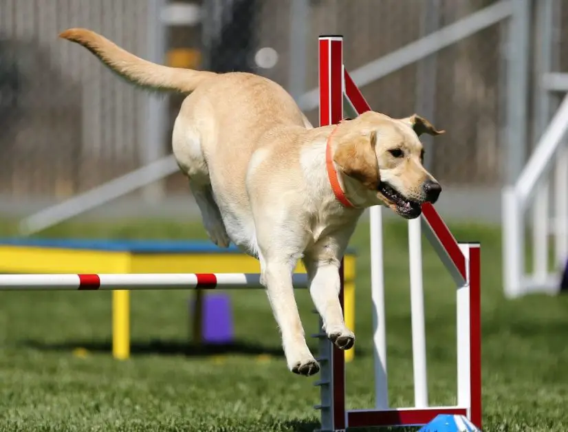 Labrador retriever